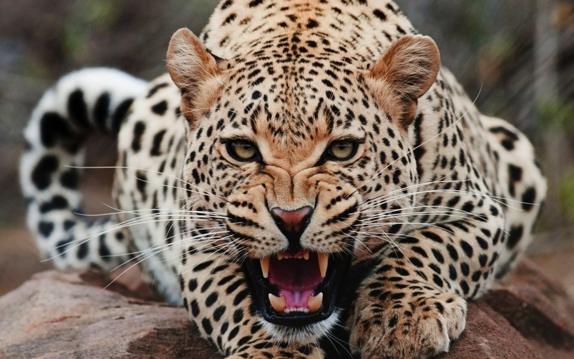 wallpaper et fond d'écran panthère léopard rugir animal animaux félin