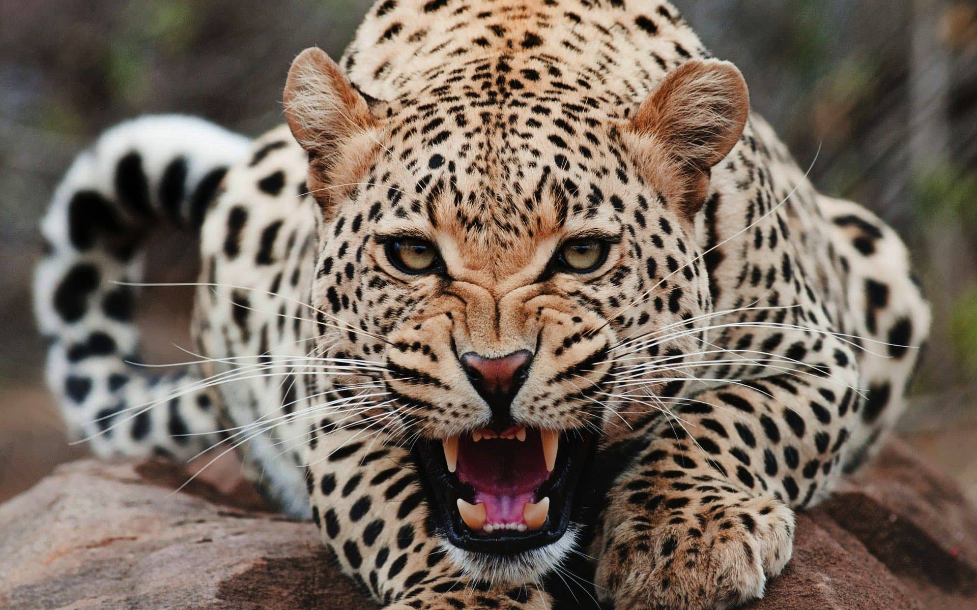 wallpaper et fond d'écran panthère léopard rugir animal animaux félin