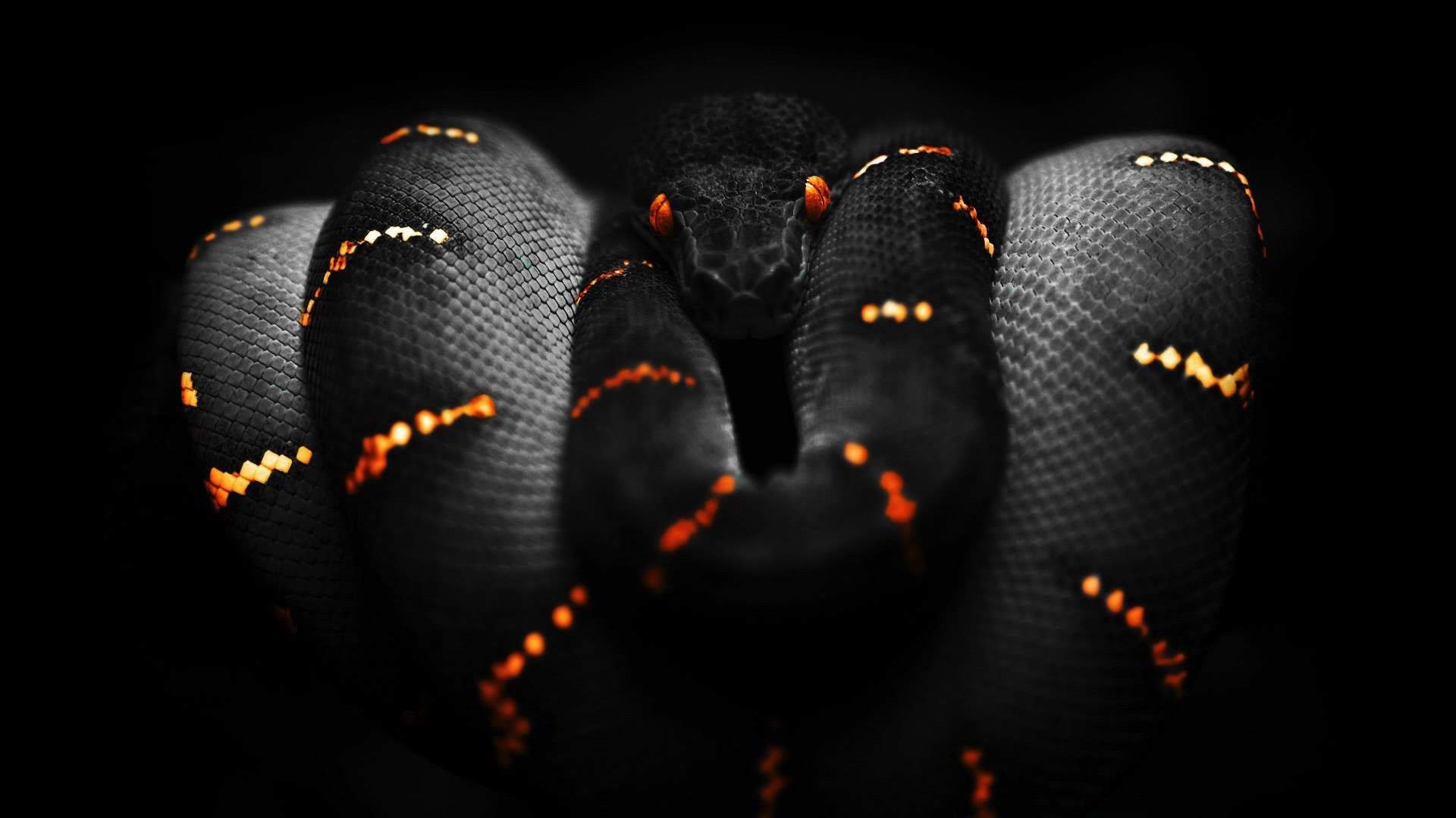 wallpaper et fond d'écran serpent animals reptile animaux portrait snake