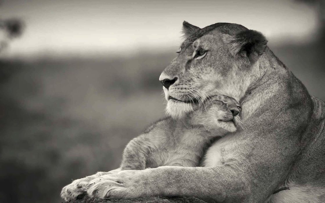 wallpaper et fond d'écran lionne lion animal animaux tendresse félin portrait