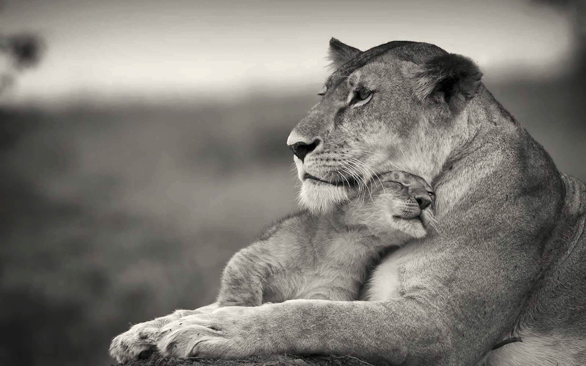 wallpaper et fond d'écran lionne lion animal animaux tendresse félin portrait