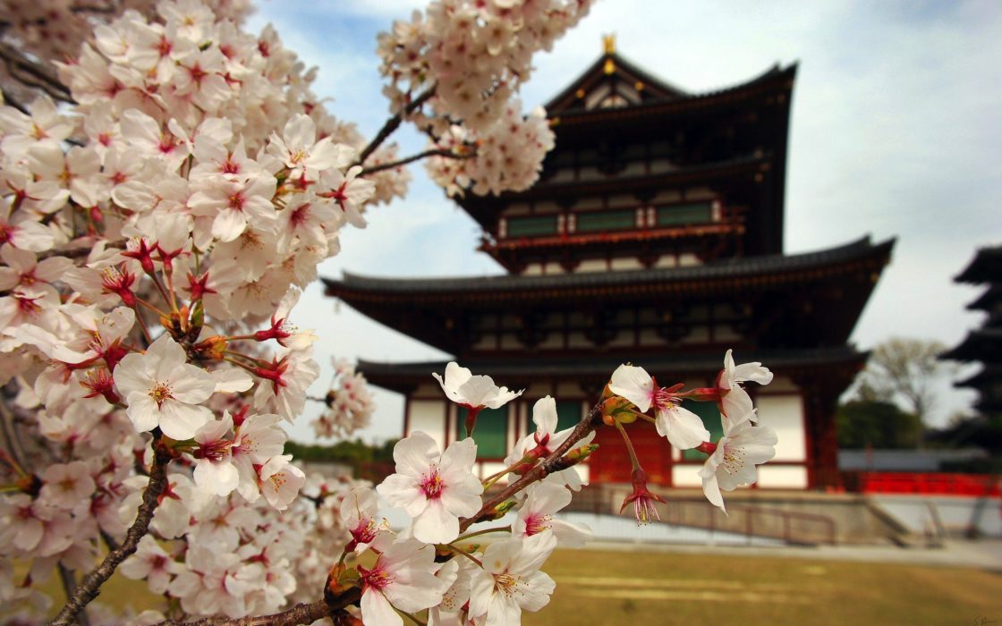 wallpaper et fond d'écran Japon temple pays paysage sakura fleurs