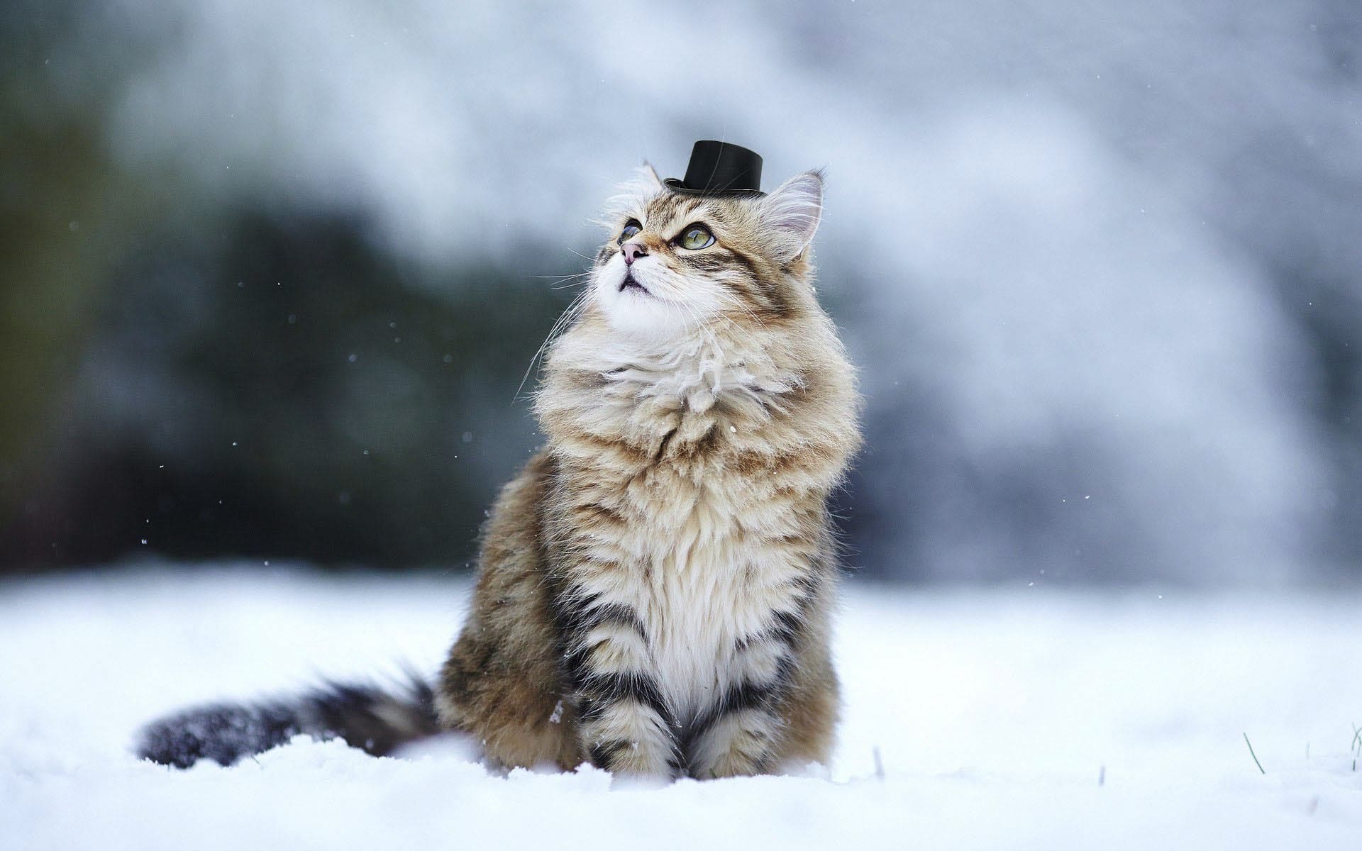 wallpaper et fond d'écran chat chapeau animal animaux nature neige