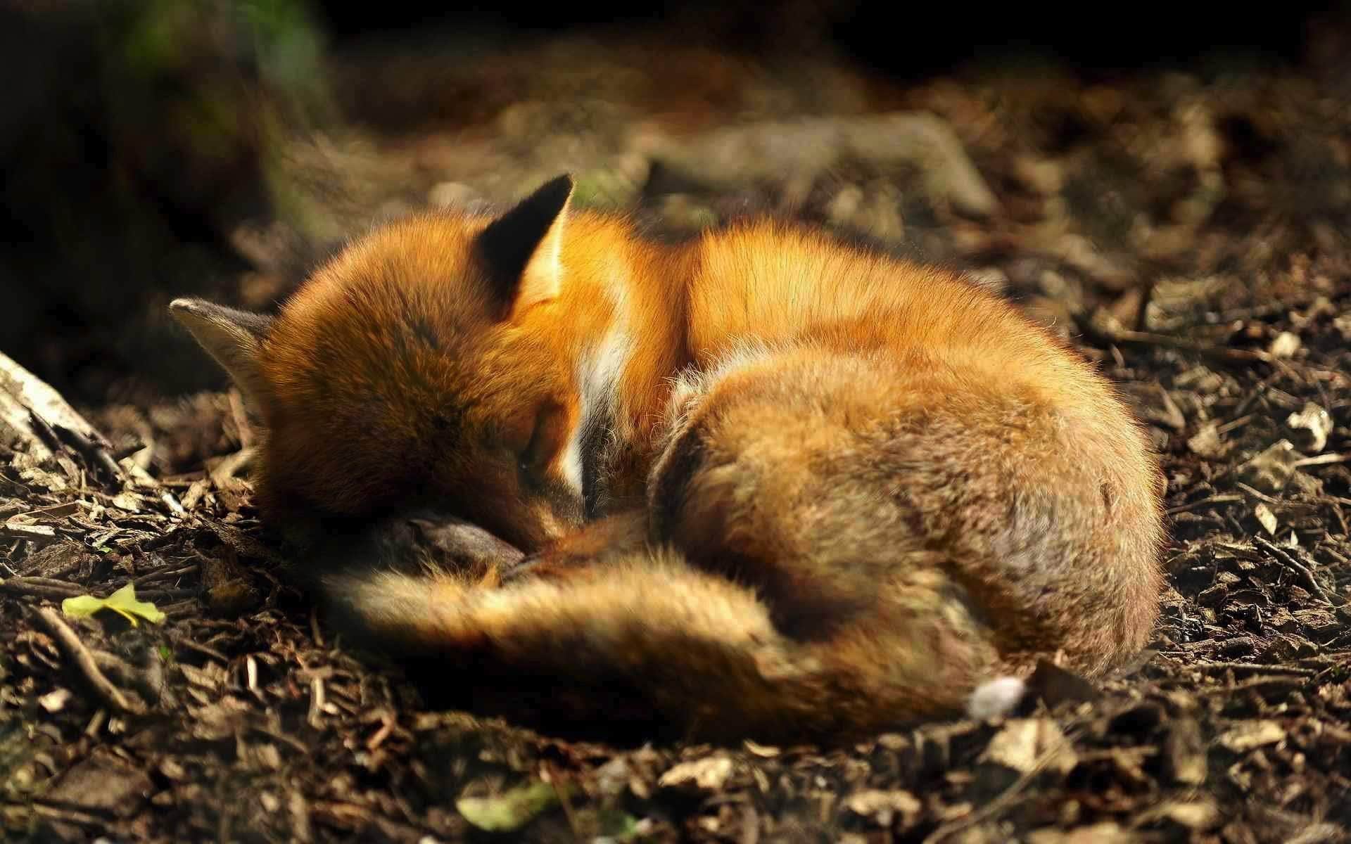 wallpaper et fond d'écran renard repos dormir animals animaux nature