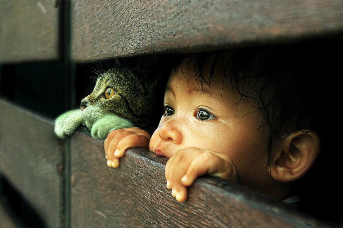 wallpaper et fond d'écran enfant chat animaux mignon