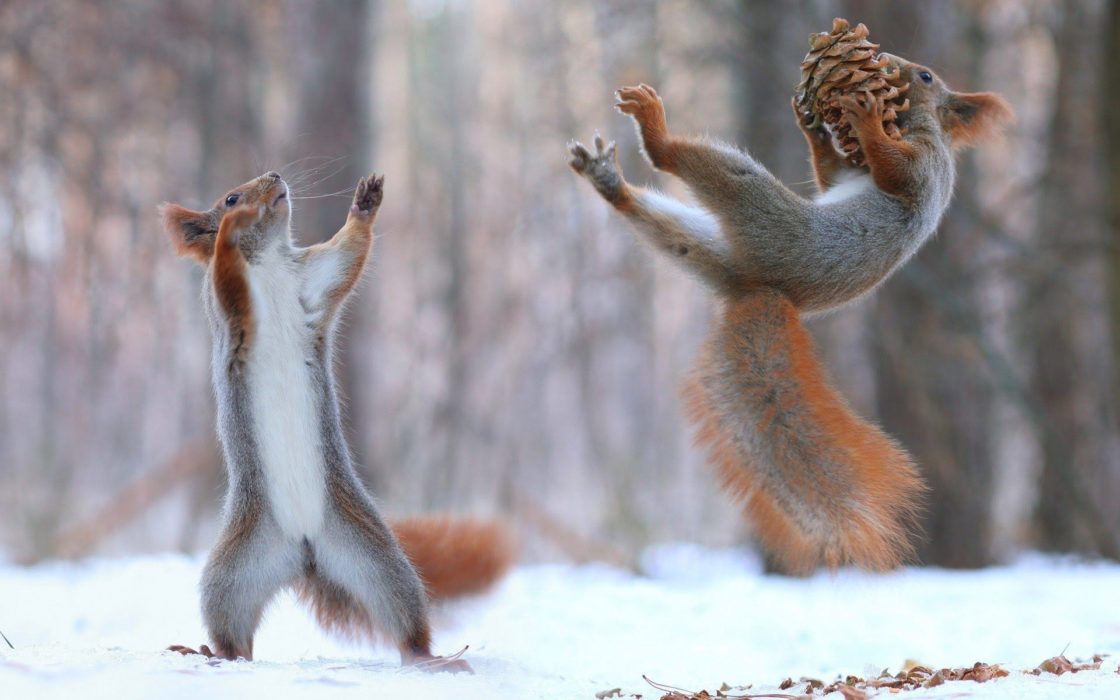 wallpaper et fond d'écran écureuil animal animaux hiver neige nature drôle