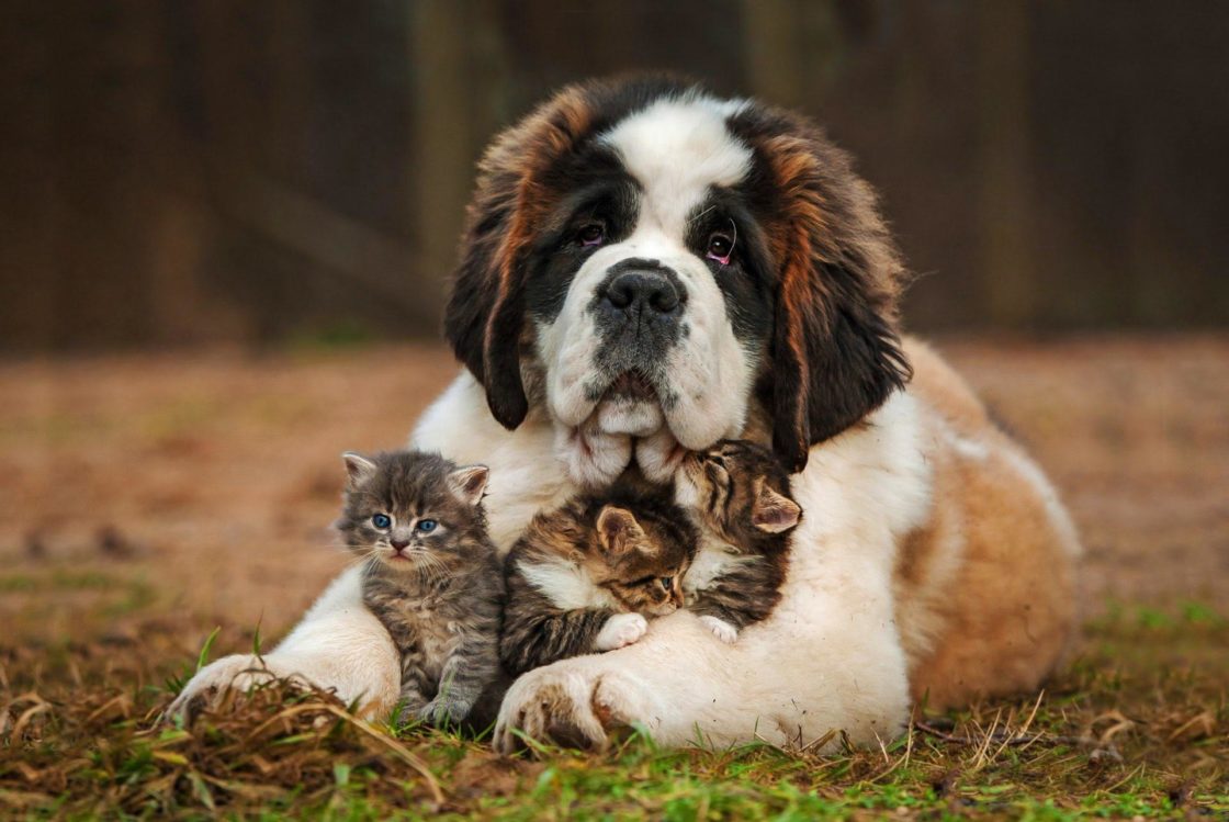 wallpaper et fond d'écran chien chaton chat animals animaux complicité tendresse