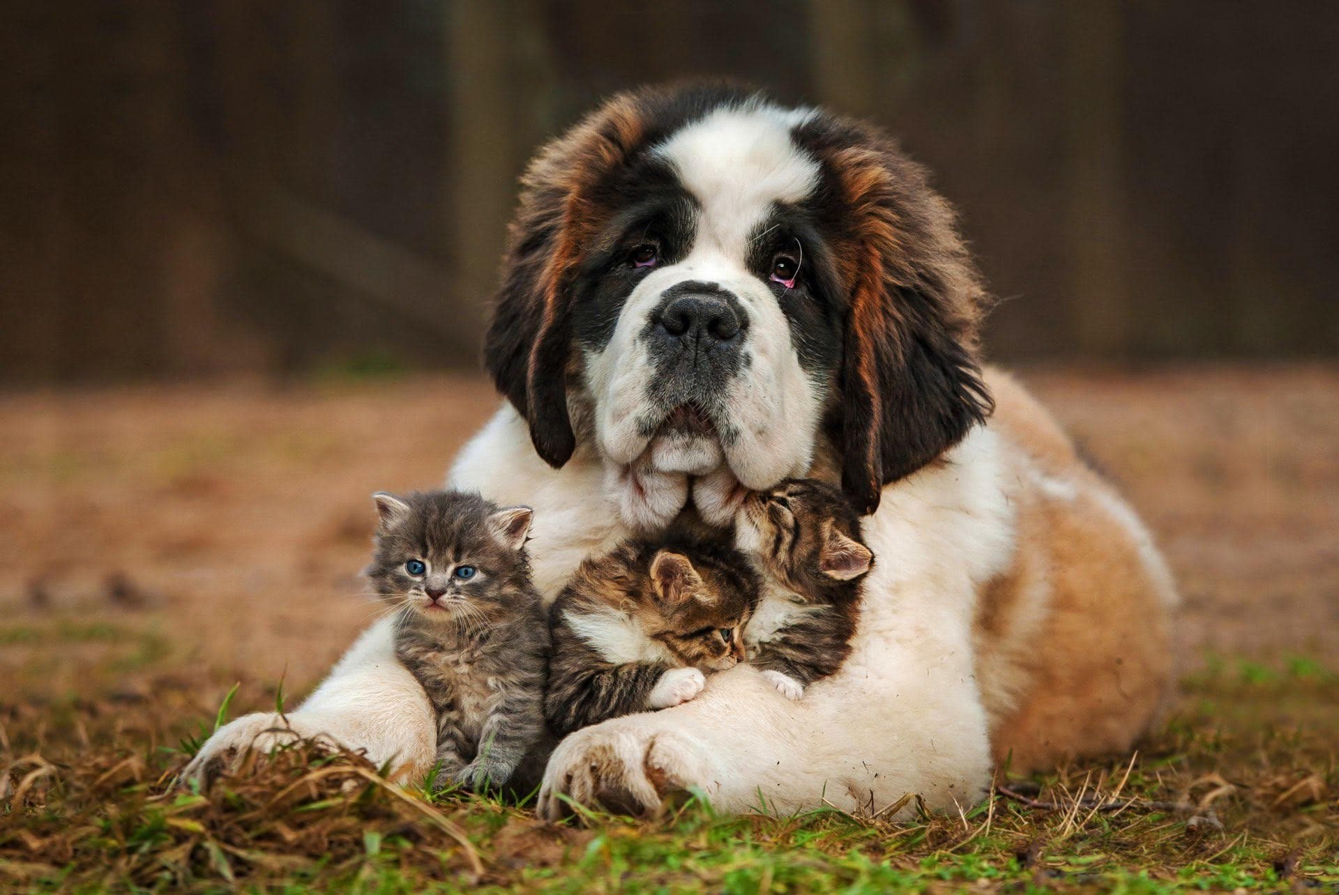 wallpaper et fond d'écran chien chaton chat animals animaux complicité tendresse