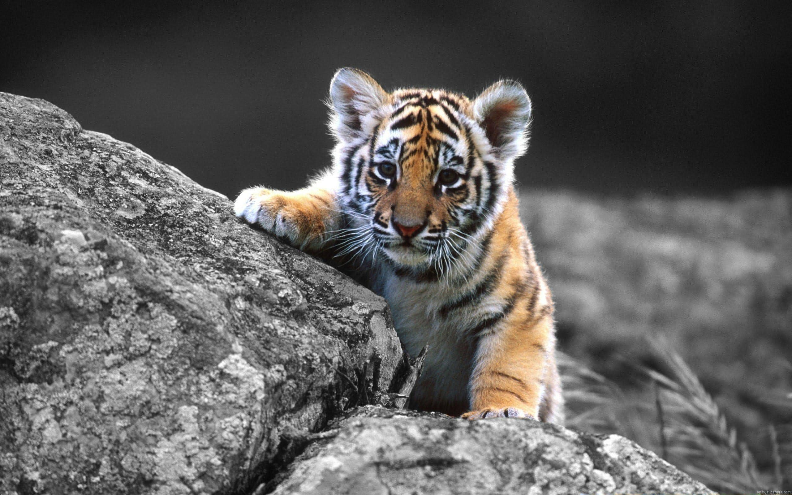 wallpaper et fond d'écran bébé tigre animals animaux mignon félin fauve