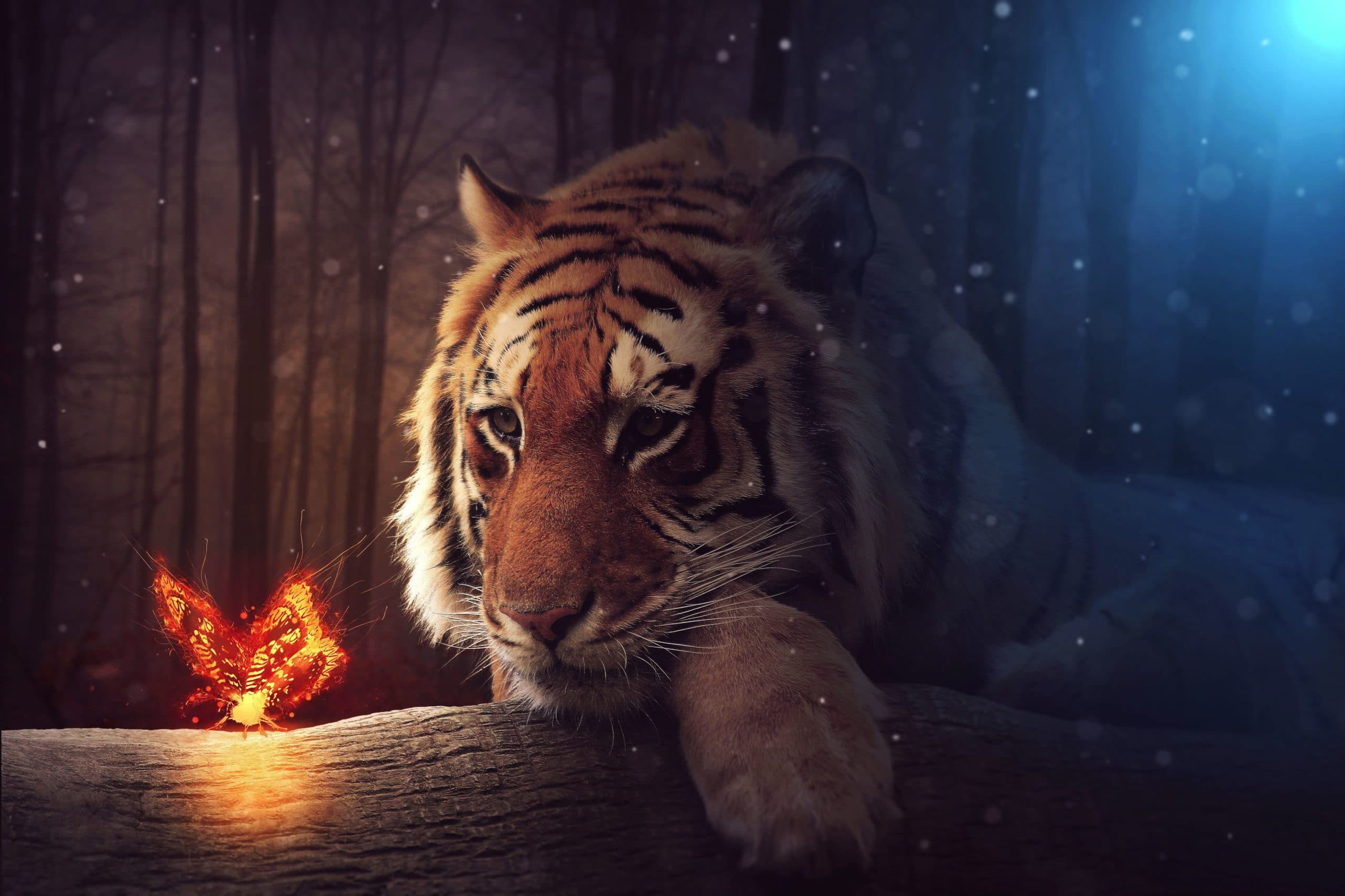 wallpaper et fond d'écran tigre animal animaux fantasy féerie féerique félin