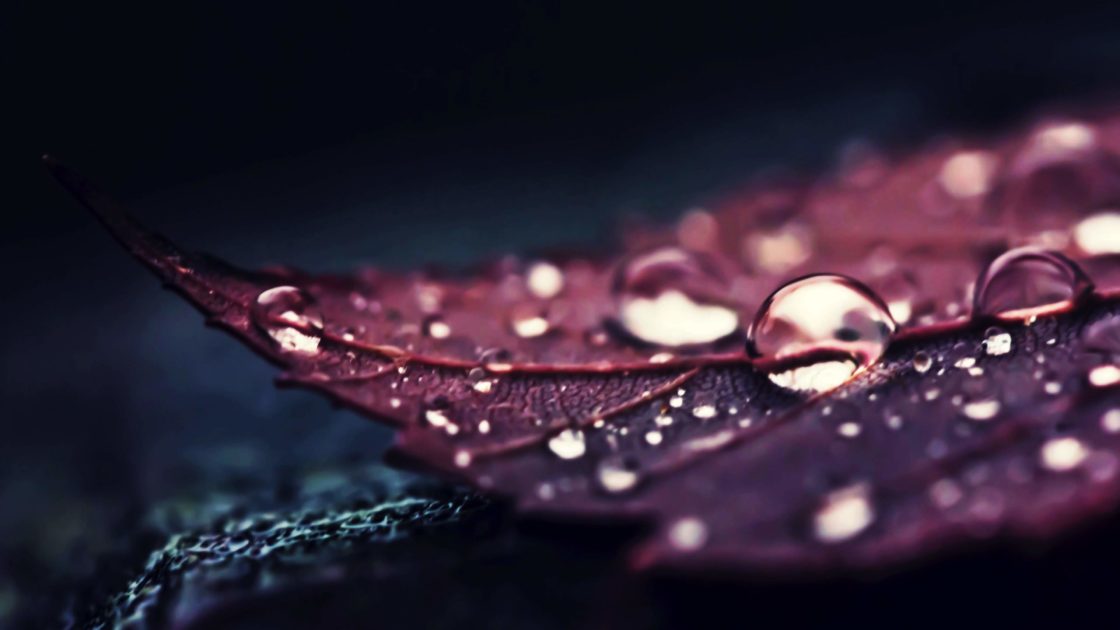 wallpaper et fond d'écran feuille gouttes pluie eau macro jardin nature