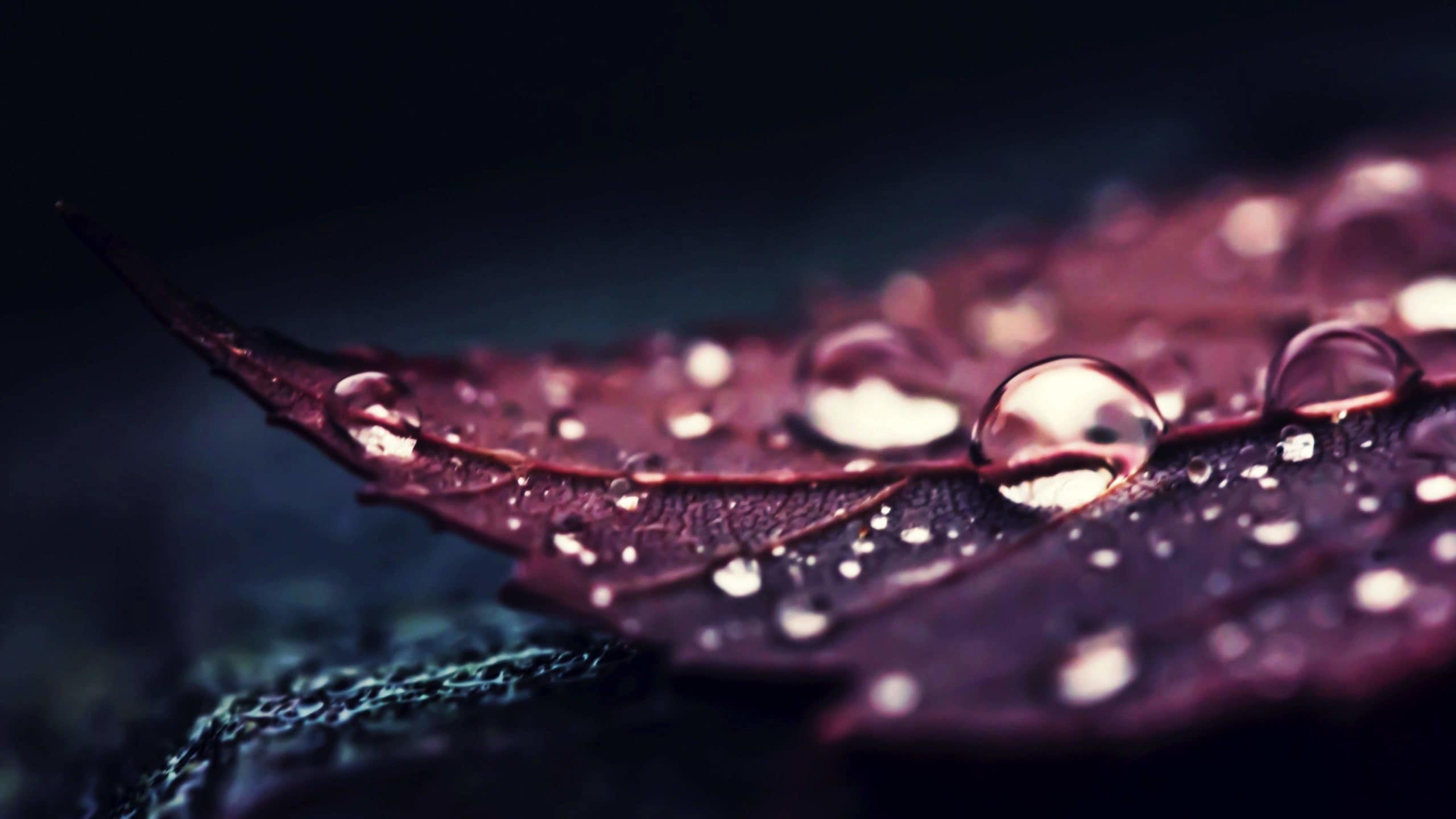 wallpaper et fond d'écran feuille gouttes pluie eau macro jardin nature