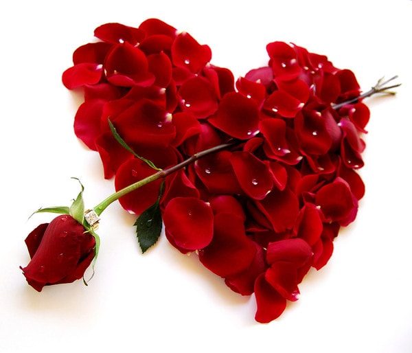wallpaper et fond d'écran saint-valentin amour coeur fleurs amoureux fête sentiments