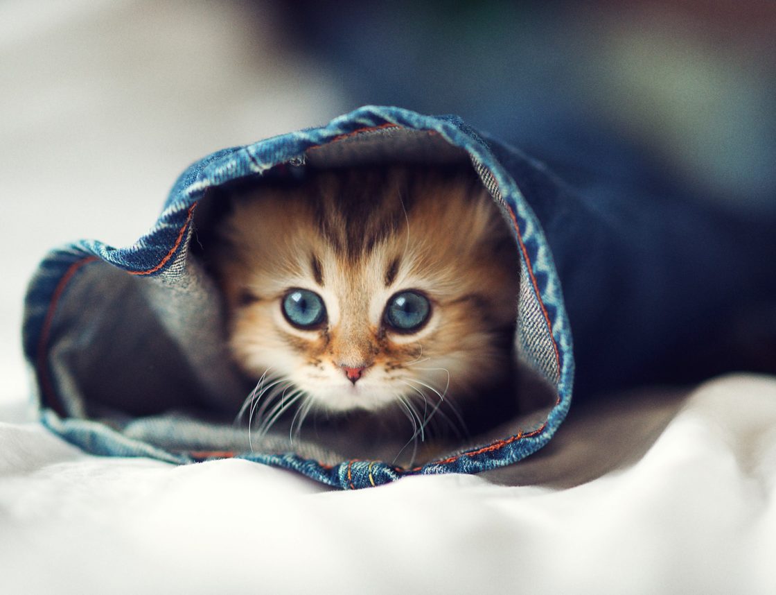 wallpaper et fond d'écran chaton caché animal animaux chat mignon