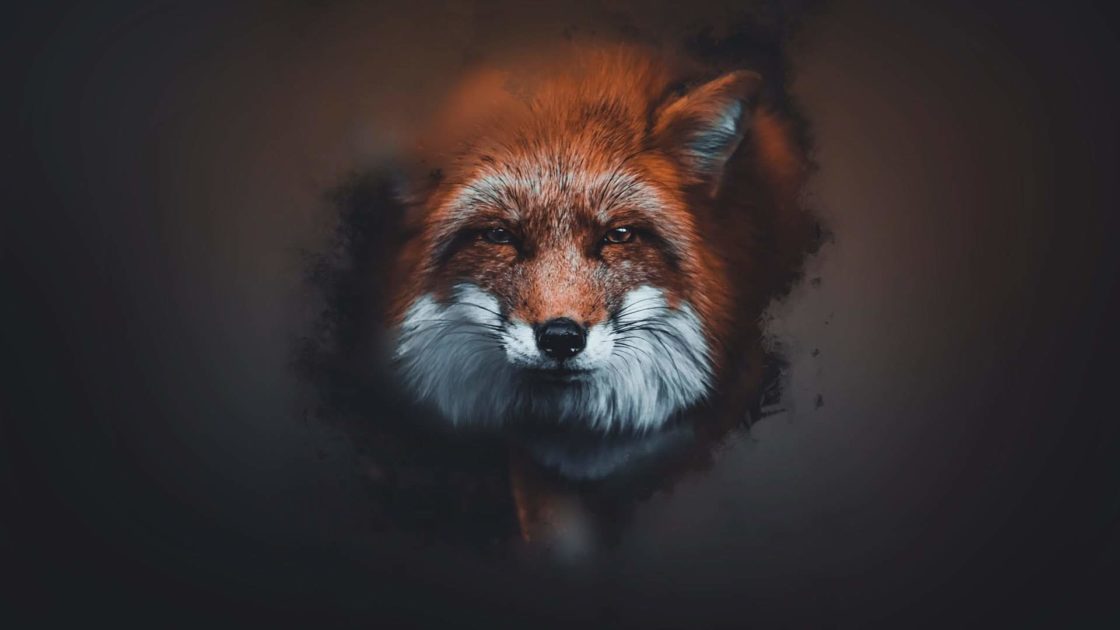 wallpaper et fond d'écran renard art graphique animals animaux portrait numérique