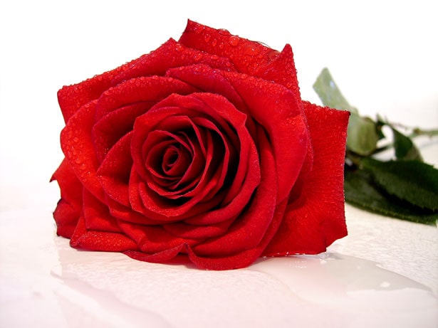 wallpaper et fond d'écran roses fleurs rouge passion fleuri jardin saint valentin
