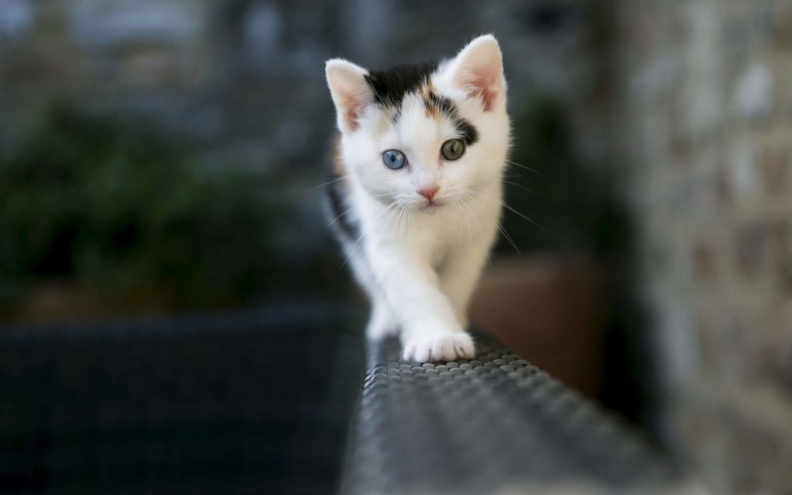 wallpaper et fond d'écran enfant chat animaux mignon chaton animals