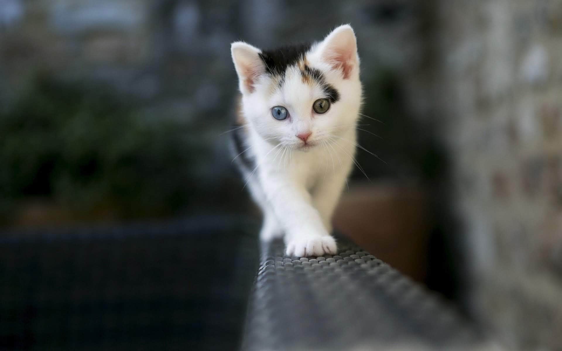 wallpaper et fond d'écran enfant chat animaux mignon chaton animals