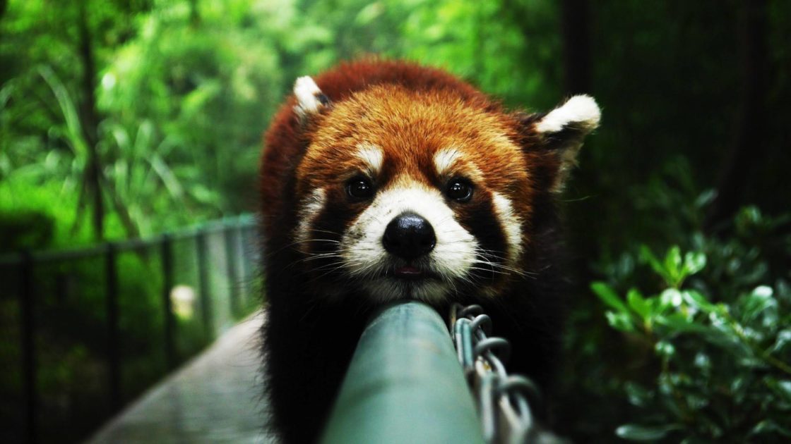 wallpaper et fond d'écran panda roux animals animaux asie emblème repos