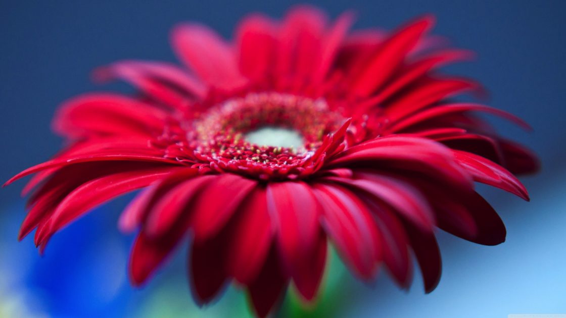 wallpaper et fond d'écran fleur fleuri jardin nature macro pétales