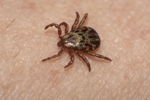 La Maladie de Lyme / Lyme disease