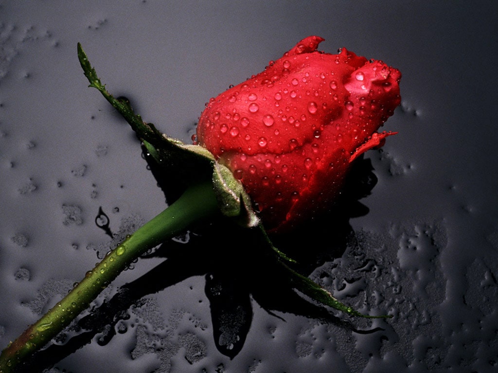 wallpaper et fond d'écran roses fleurs rouge passion fleuri jardin saint valentin