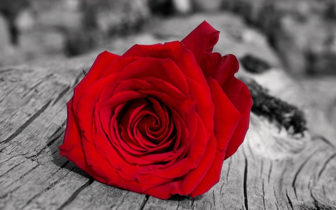 wallpaper et fond d'écran fleurs roses fleuri jardin saint valentin