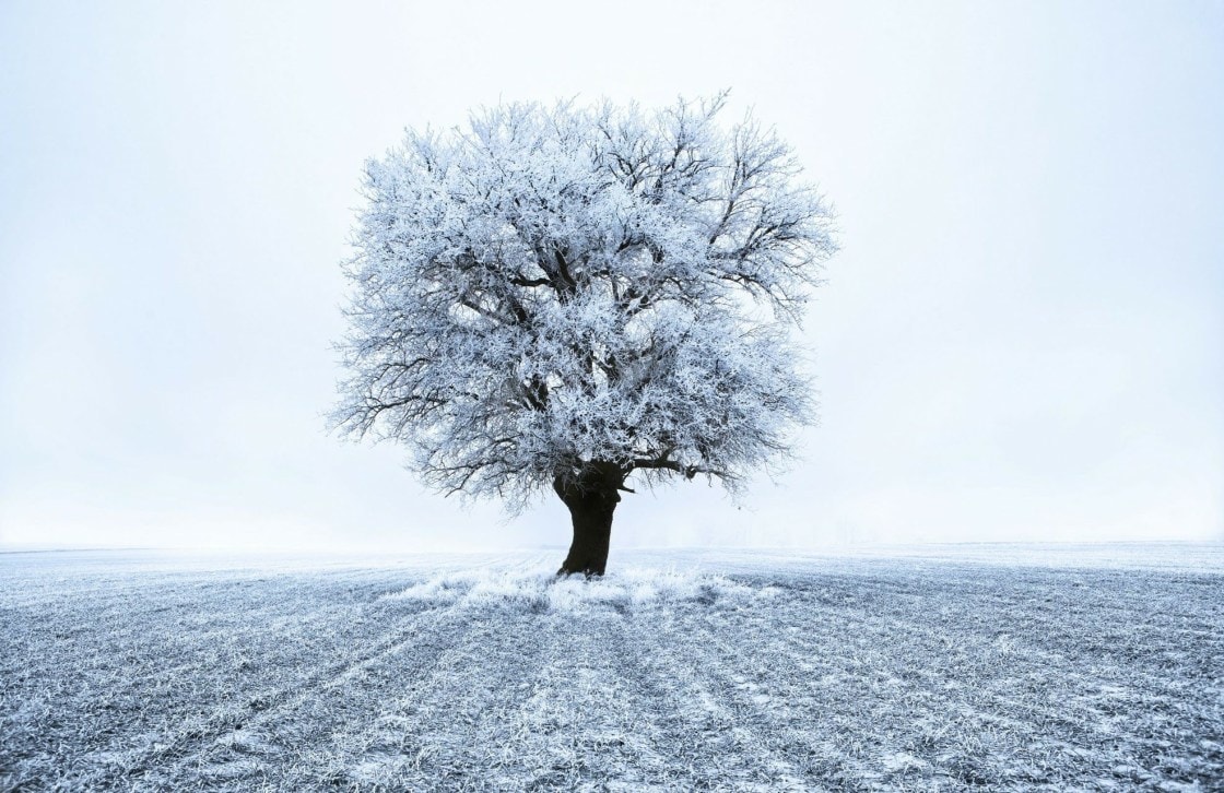 wallpaper et fond d'écran hiver neige nature arbre champ paysage saison