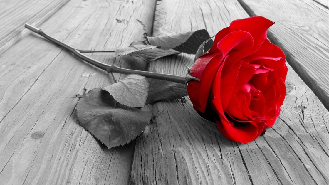 wallpaper et fond d'écran fleurs roses fleuri jardin saint valentin
