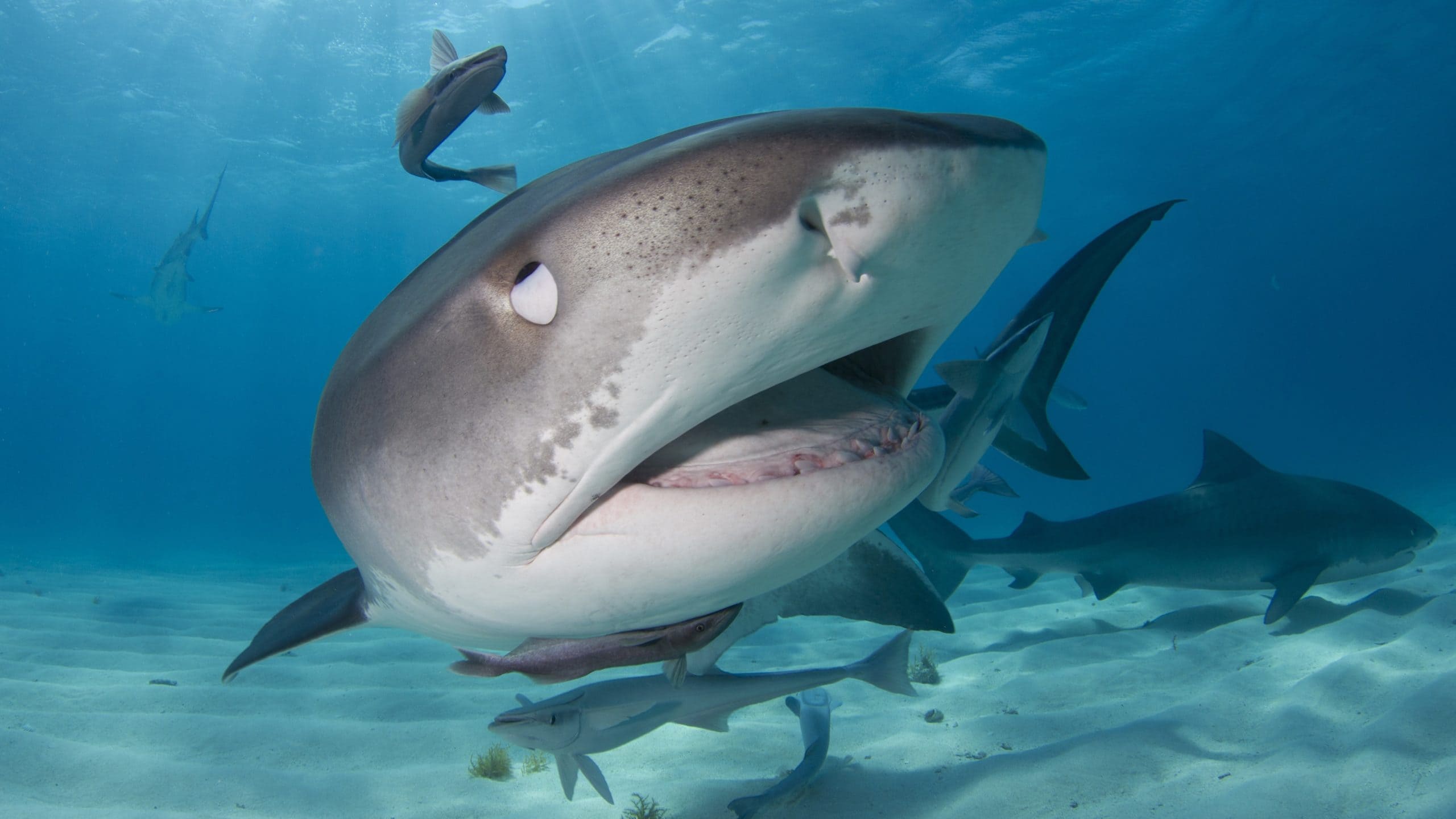 wallpaper et fond d'écran requin animals animaux nature eau mer