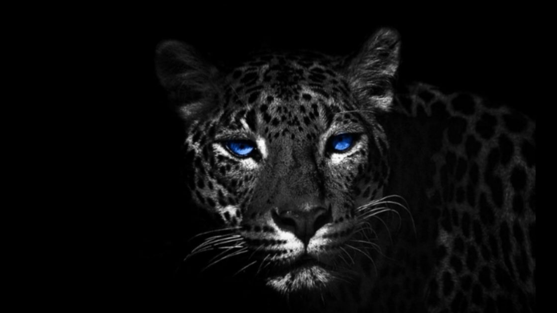 wallpaper et fond d'écran jaguar félin animal animaux yeux portrait noir et blanc