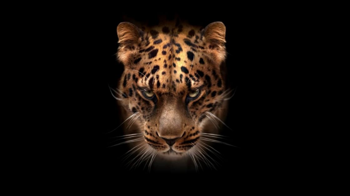 wallpaper et fond d'écran félin jaguar portrait graphique animal animaux tête