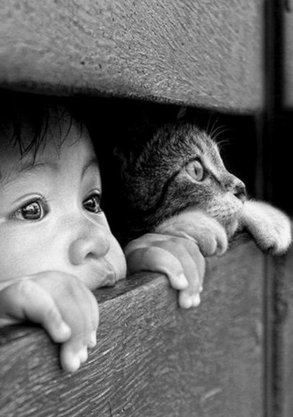 photographie enfant chat noir et blanc mignon