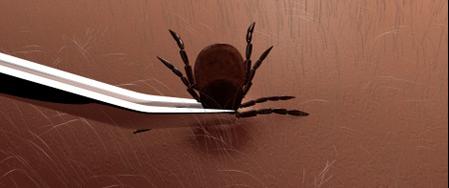La Maladie de Lyme / Lyme disease