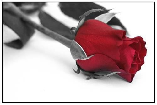 wallpaper et fond d'écran roses fleurs rouge passion fleuri jardin saint valentin