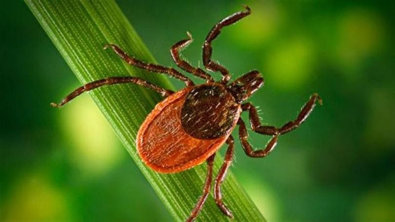 La Maladie de Lyme / Lyme disease