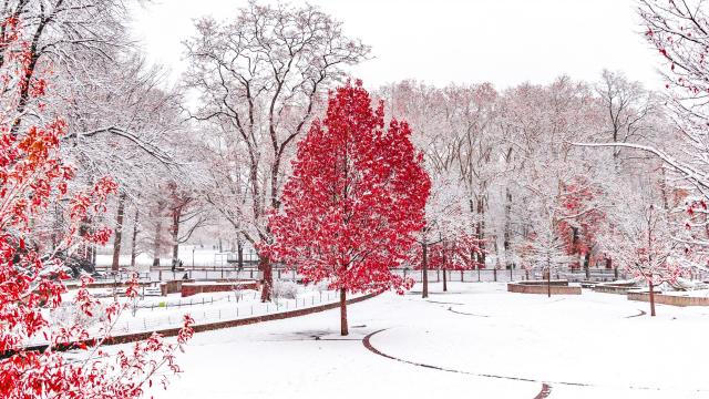 Paradis d'hiver #2 / Winter paradise #2