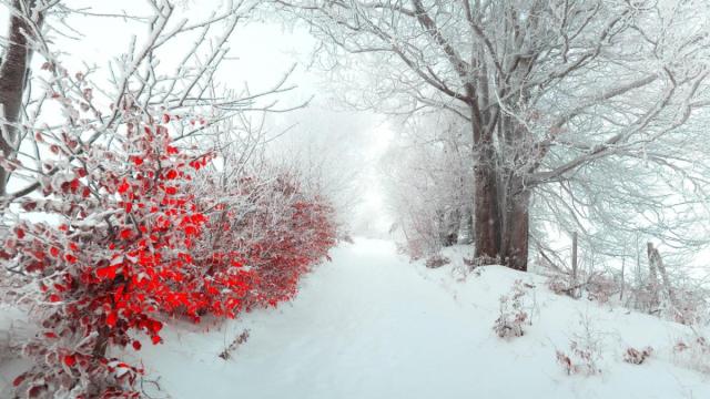 Paradis d'hiver #2 / Winter paradise #2