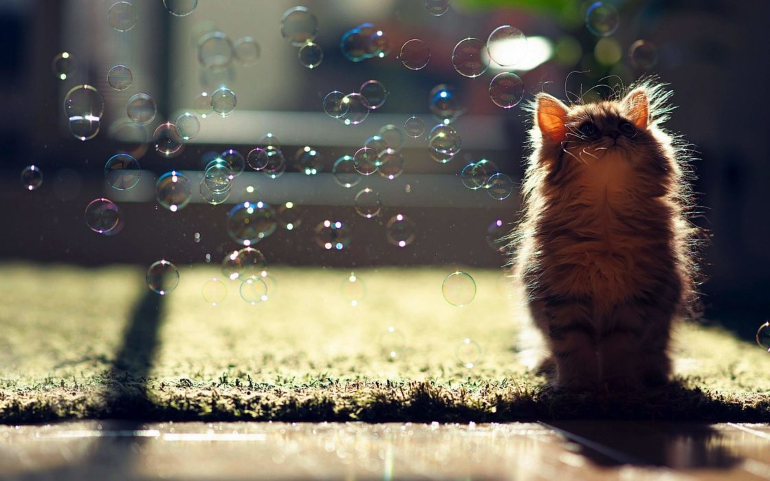 wallpaper et fond d'écran chaton bulles animal animaux chat mignon