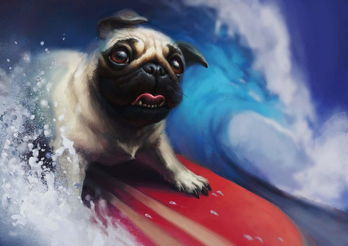 wallpaper et fond d'écran chien animals animaux surfeur humour drôle