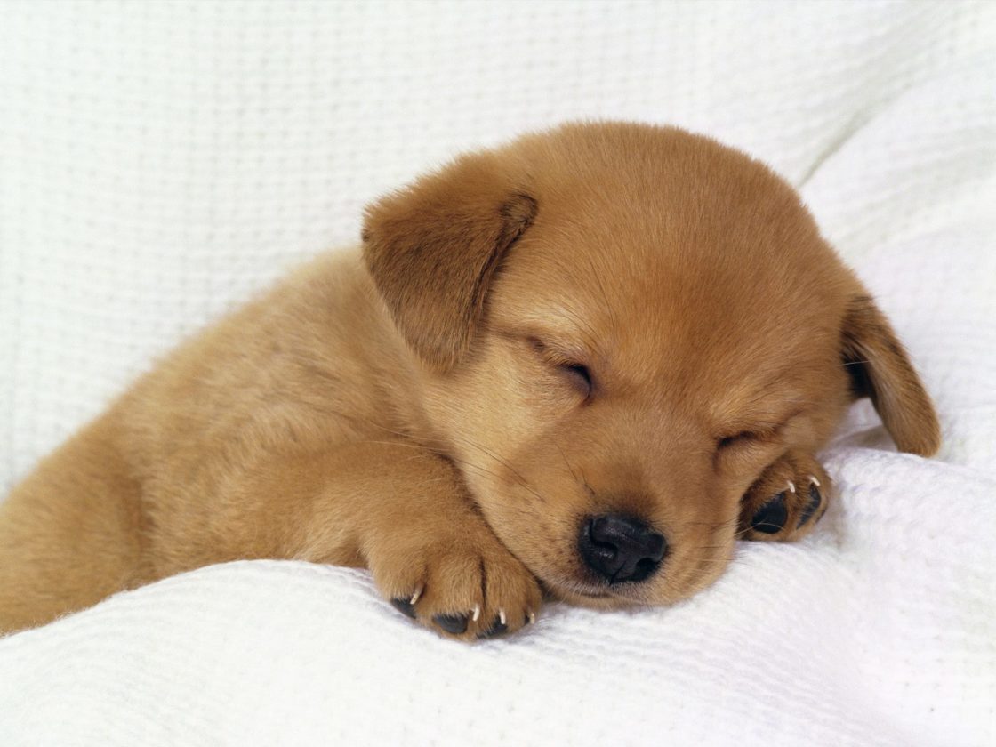 wallpaper et fond d'écran chiot sommeil repos chien animals animaux dormir