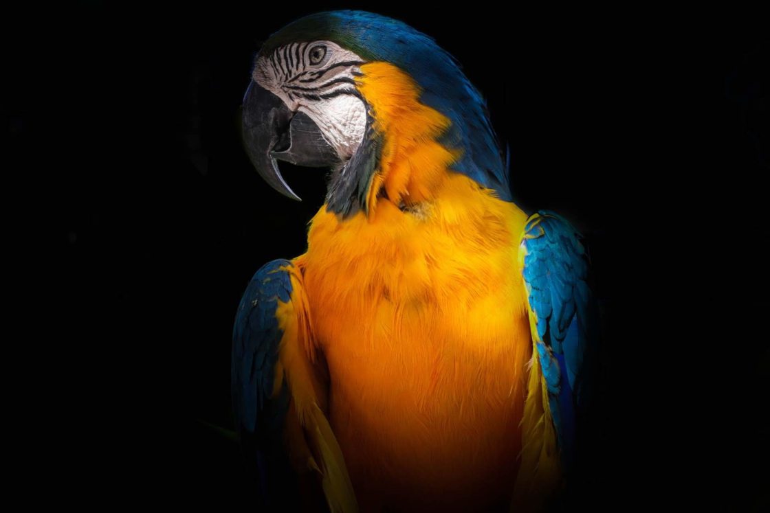 wallpaper et fond d'écran animals animaux oiseau perroquet portrait beau