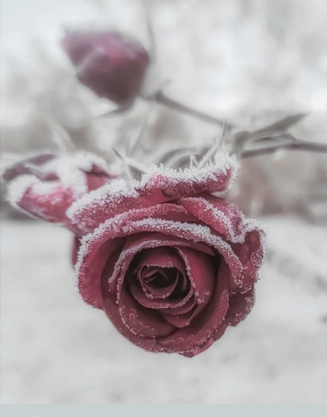 wallpaper et fond d'écran rose fleur hiver saison nature macro jardin