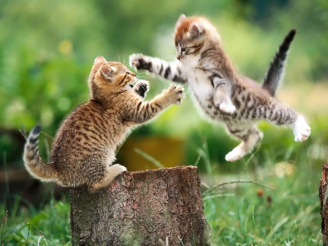 wallpaper et fond d'écran chaton joueur animals animaux combat nature