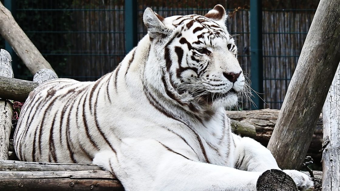 wallpaper et fond d'écran tigre blanc Bengale animals animaux félin fauve