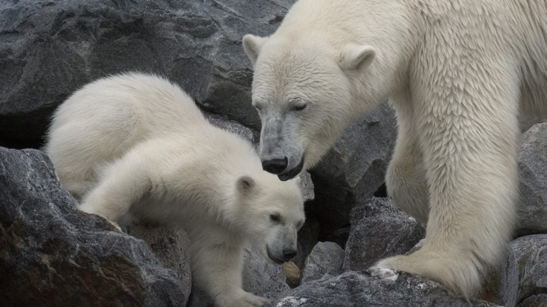 wallpaper et fond d'écran ours polaire blanc animals animaux sauvage nature