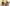 wallpaper et fond d'écran chaton chat animals animaux mignon félin