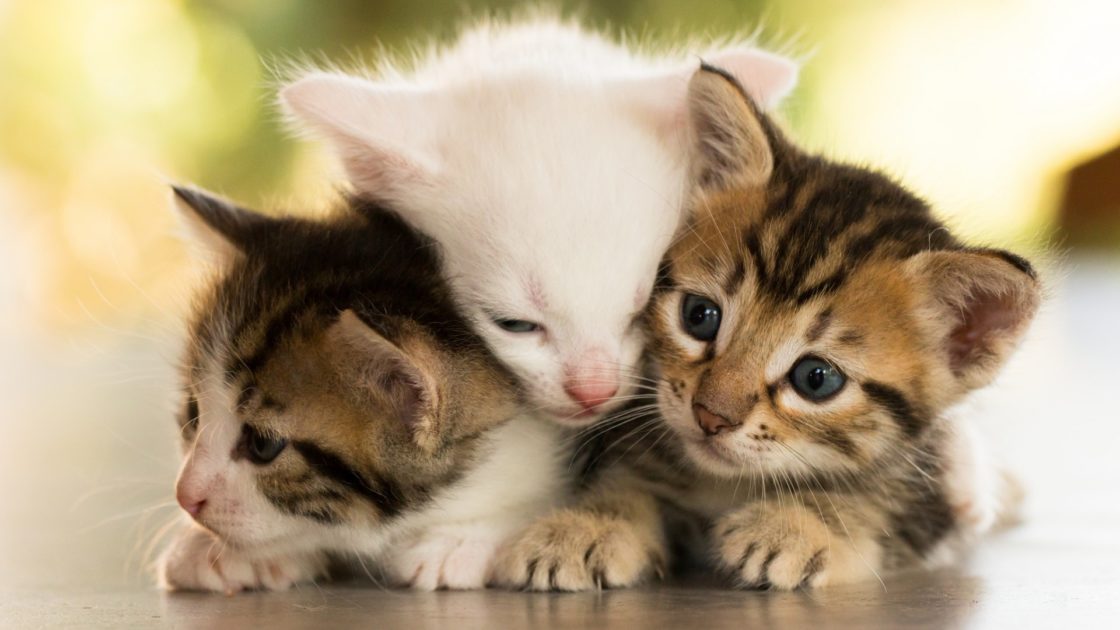 wallpaper et fond d'écran chaton chat animals animaux mignon félin