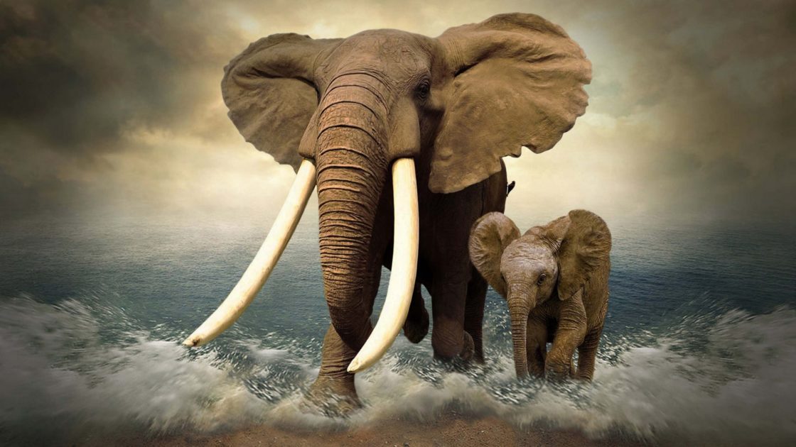 wallpaper et fond d'écran éléphants animals animaux nature bébé famille