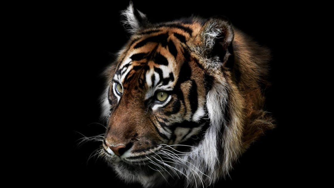 wallpaper et fond d'écran tigre félin animal animaux portrait